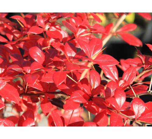 Барбарис Средний Ред Джевел (Red Jewel)С2